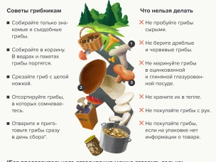 «Грибы: инструкция по применению»