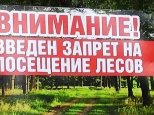 Введен запрет на посещение лесов