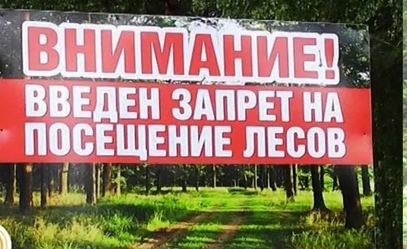 Введен запрет на посещение лесов