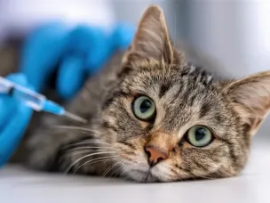 «Вакцинация питомцев для профилактики зоонозных инфекций»