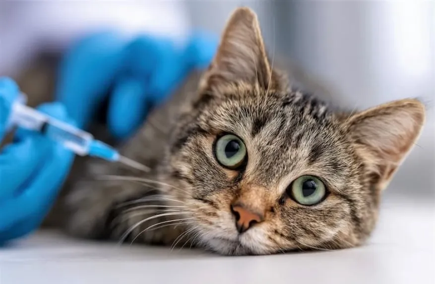 «Вакцинация питомцев для профилактики зоонозных инфекций»