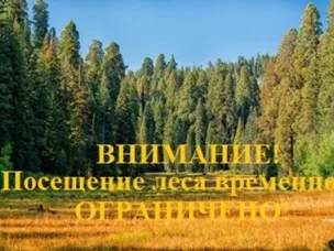Посещение леса временно ограничено